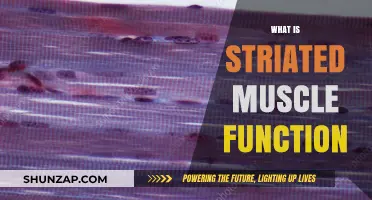Striated Muscle Function: Understanding Their Unique Role