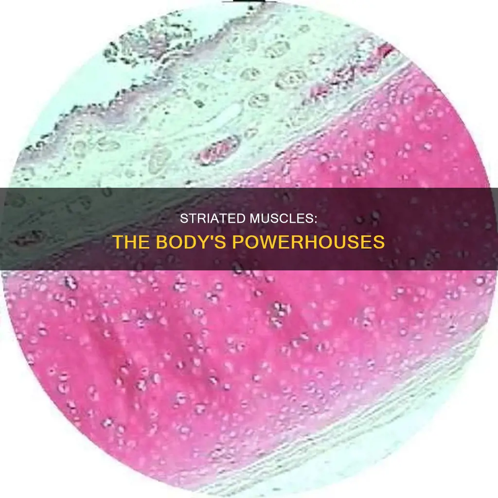 what is striates muscles