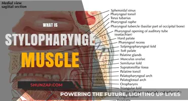 The Stylopharyngeus Muscle: A Vital Swallowing Muscle