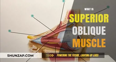 Understanding the Superior Oblique Muscle Function