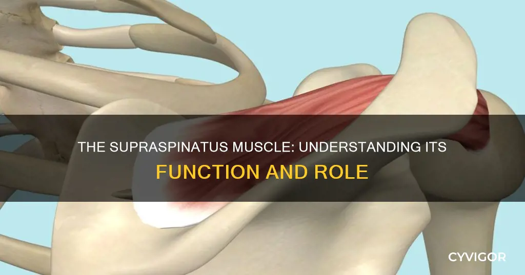 what is supraspinatus muscle