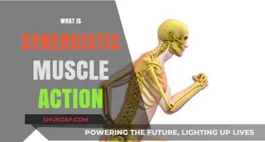 Understanding Synergistic Muscle Action in Fitness Training