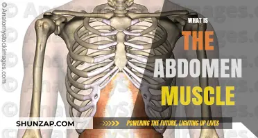 Abdominal Muscle Anatomy: Unlocking Core Strength