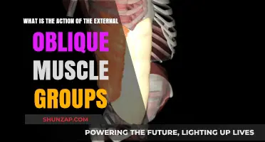 Understanding the Function of External Oblique Muscles in Movement