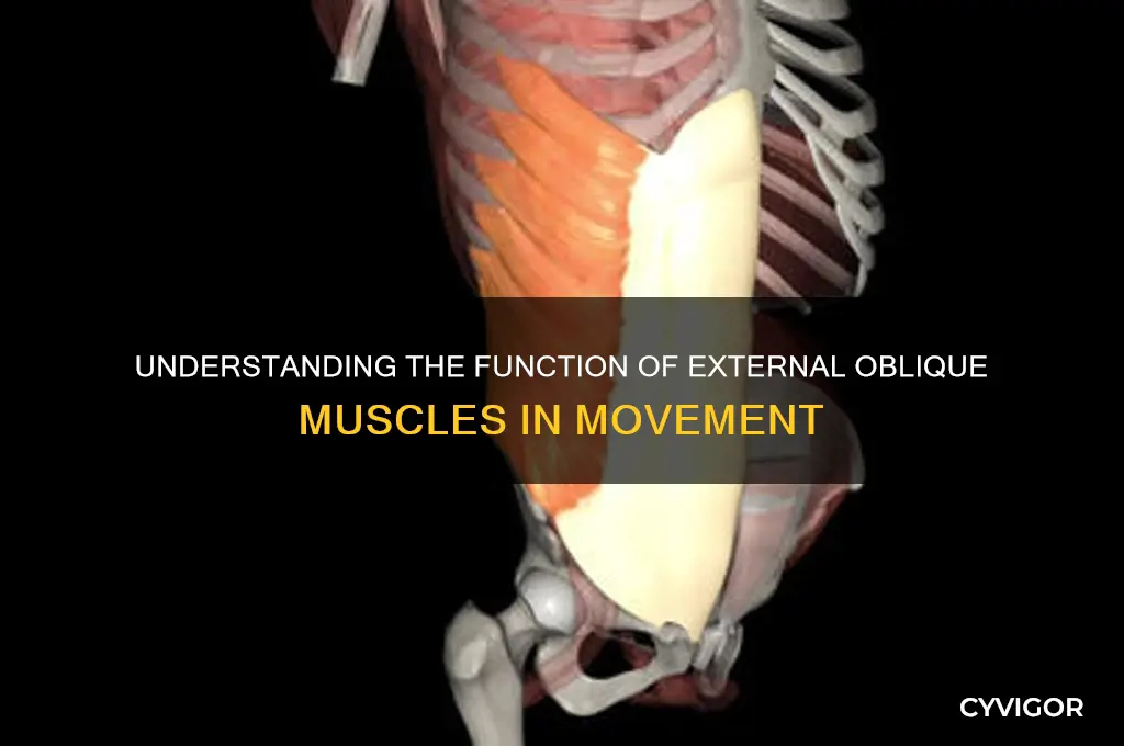 what is the action of the external oblique muscle groups