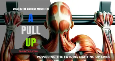 Understanding the Primary Agonist Muscle in a Pull-Up Exercise