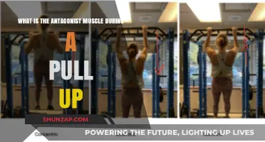Understanding the Antagonist Muscles Engaged During a Pull-Up Exercise