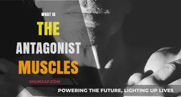 Antagonist Muscles: The Body's Balancing Act