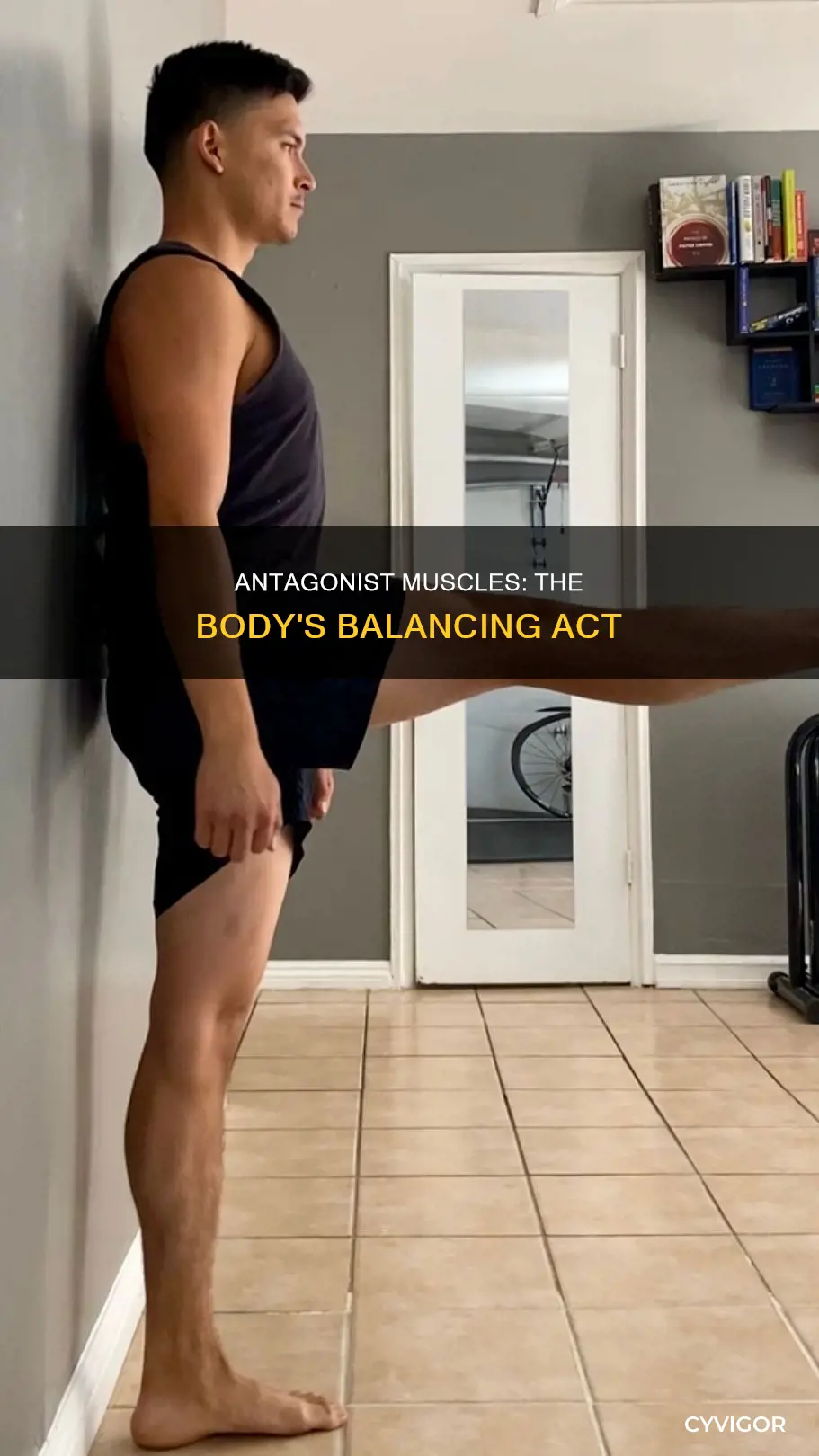 what is the antagonist muscles