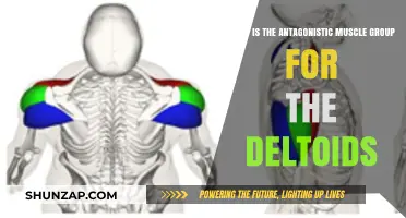 Deltoids' Antagonistic Muscle Group: Understanding Shoulder Movement Balance