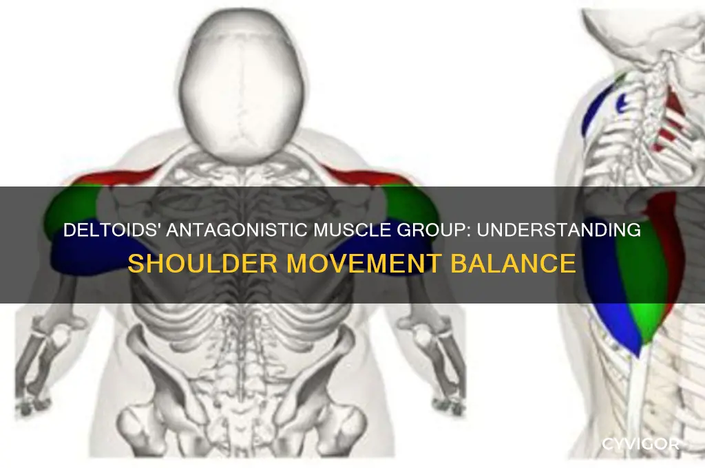 what is the antagonistic muscle group for the deltoids