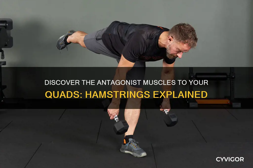 what is the antagonistic muscle group for the quads