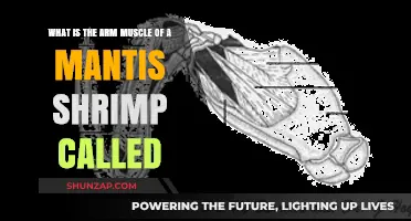 Unveiling the Mantis Shrimp's Powerful Arm Muscle: What's It Called?