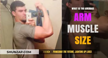 Understanding Average Arm Muscle Size: A Comprehensive Guide for Fitness Enthusiasts