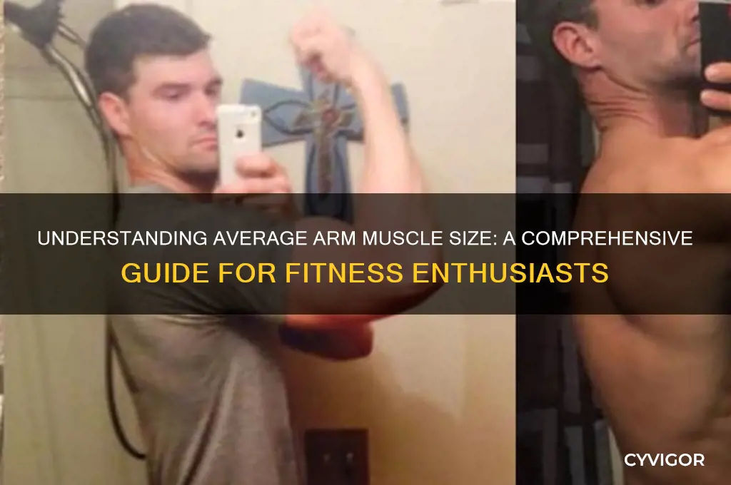 what is the average arm muscle size