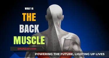Understanding Your Back Muscles: A Comprehensive Guide