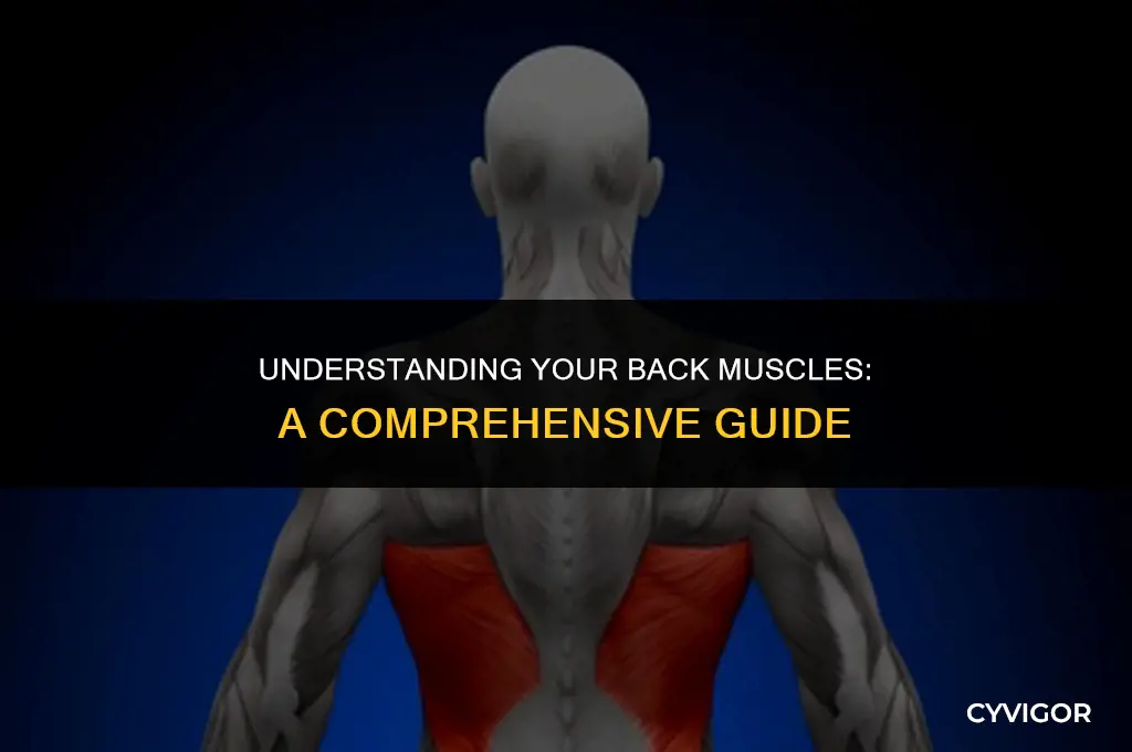 what is the back muscle