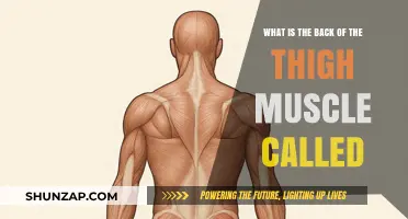 Understanding the Anatomy: The Muscle at the Back of Your Thigh