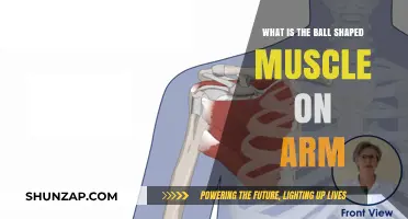 Understanding the Ball-Shaped Muscle on Your Arm: A Quick Guide