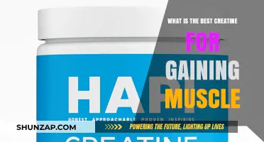 Top Creatine Supplements to Maximize Muscle Growth Effectively