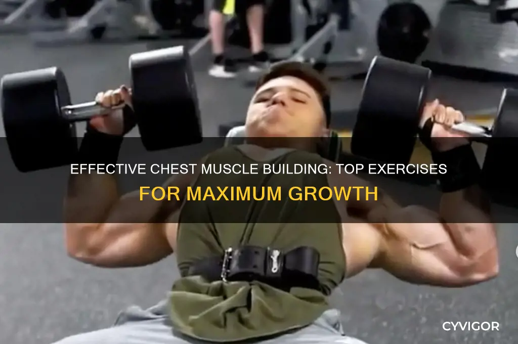 what is the best exercise to gain chest muscle