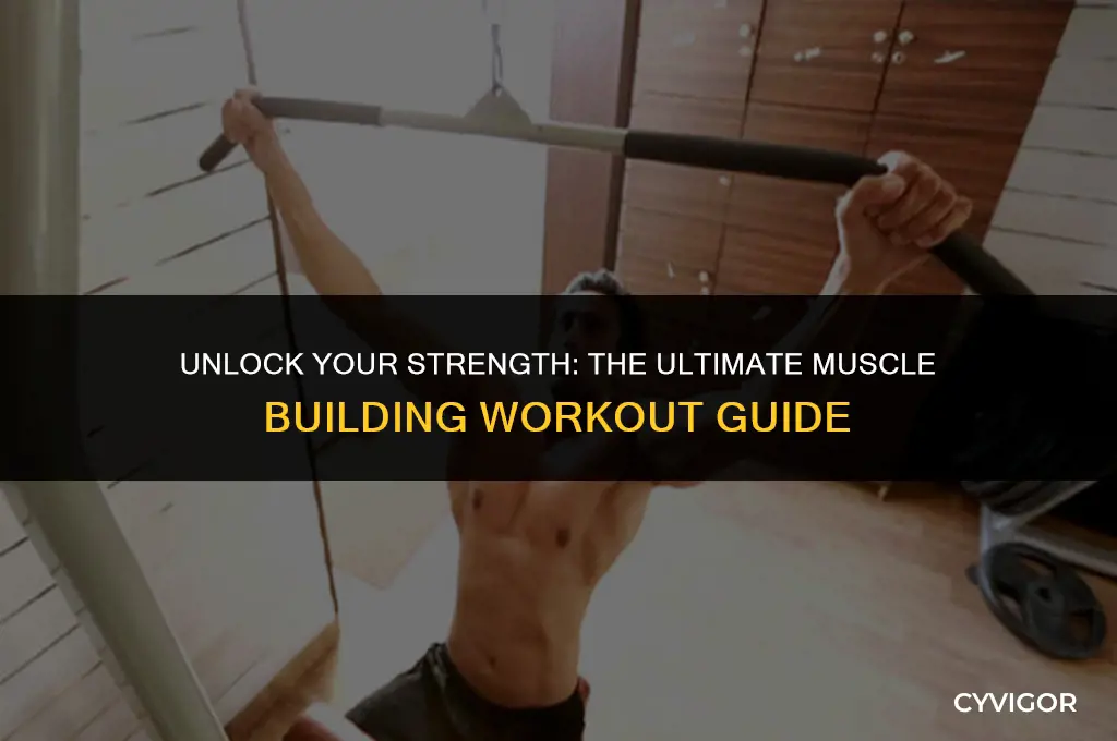 what is the best muscle building workout