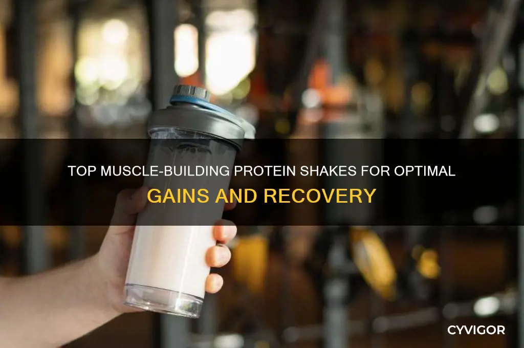 what is the best muscle gain protein shake