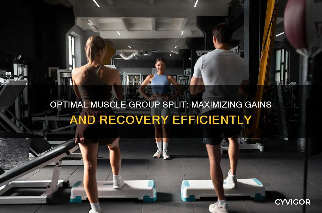 what is the best muscle group split