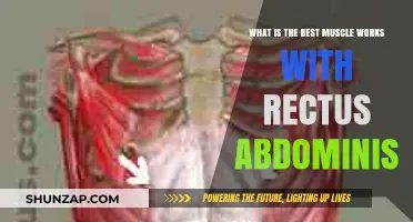 Best Muscle Synergies: Enhancing Rectus Abdominis Workouts for Optimal Results