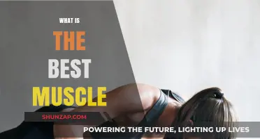 The Ultimate Muscle: Which One Reigns Supreme?