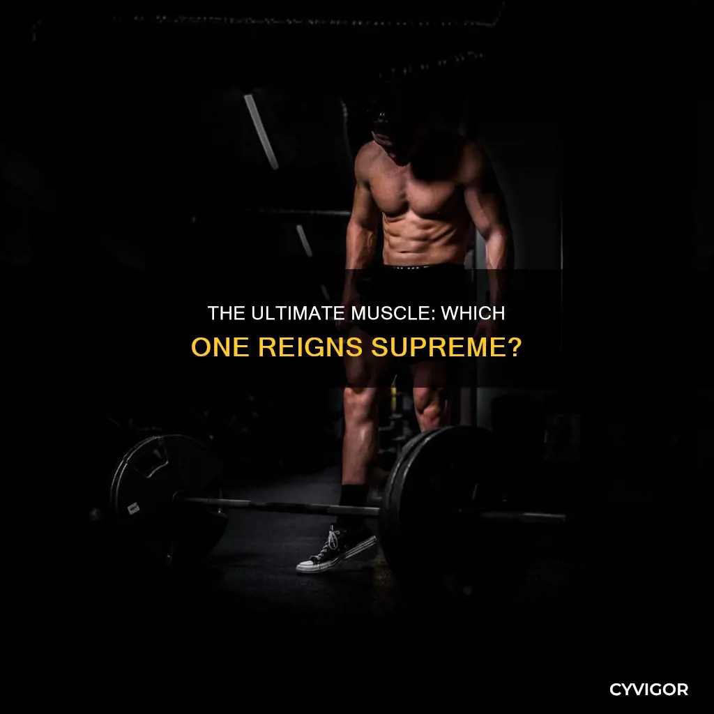 what is the best muscle