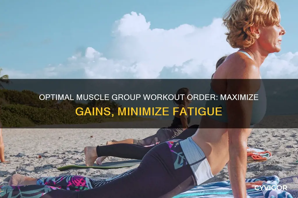 what is the best order to work muscle groups in