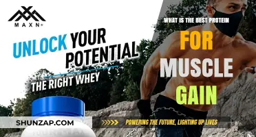 Top Protein Sources to Maximize Muscle Growth and Recovery