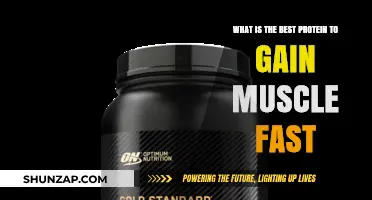 Top Protein Sources for Rapid Muscle Gain and Strength
