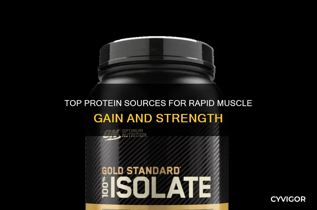 what is the best protein to gain muscle fast