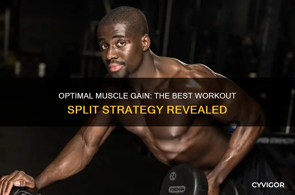 what is the best split to gain muscle