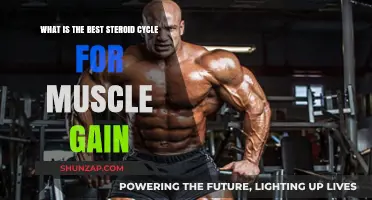 Effective Steroid Cycles for Maximum Muscle Gain: Expert Guide
