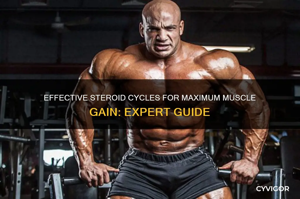 what is the best steroid cycle for muscle gain