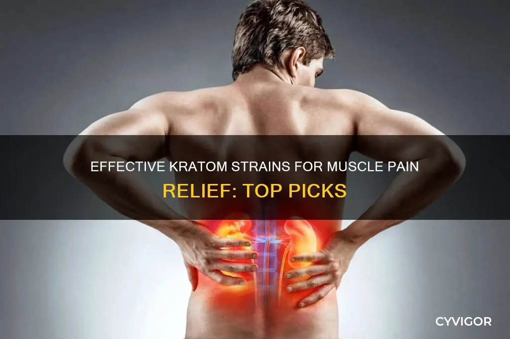 what is the best strain of kratom for muscle pain