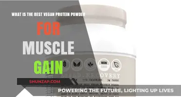 Top Vegan Protein Powders for Effective Muscle Gain and Recovery