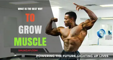Effective Strategies for Building Muscle: Nutrition, Training, and Recovery Tips