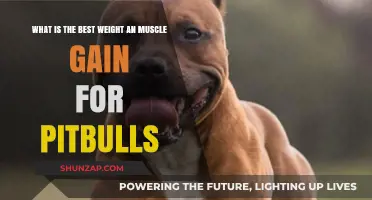 Optimal Weight and Muscle Gain Strategies for Healthy Pitbulls
