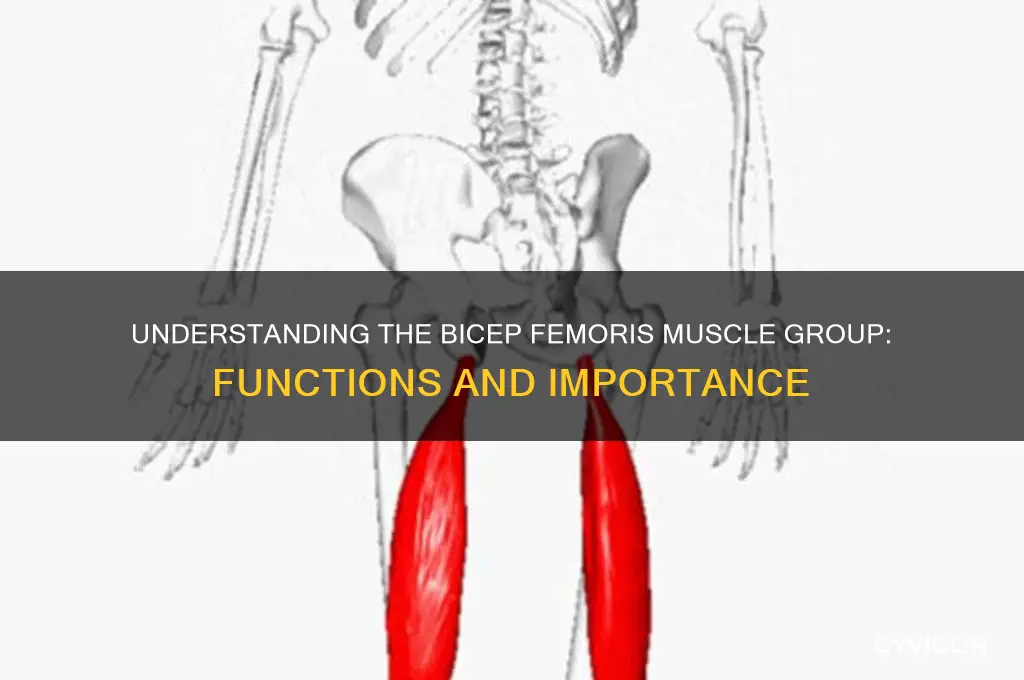 what is the bicep femoris muscle group