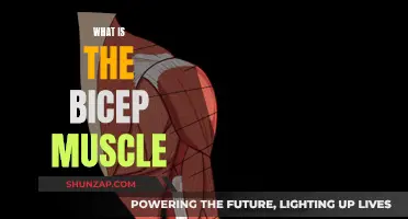 The Bicep Muscle: A Comprehensive Guide to its Anatomy and Function