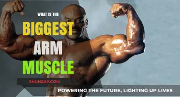 Unveiling the Largest Arm Muscle: Anatomy and Strength Training Tips