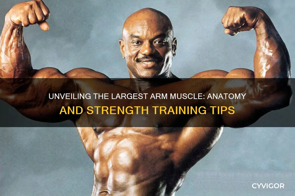 what is the biggest arm muscle