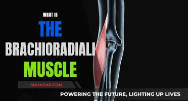The Brachioradialis Muscle: Structure, Function, and More