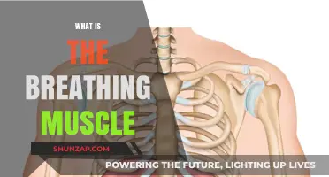 Breathing Muscle: Your Diaphragm's Role Explained