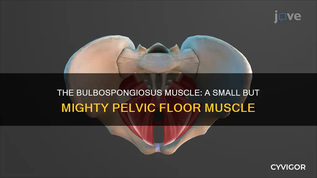 what is the bulbospongiosus muscle