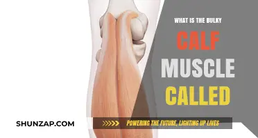 Understanding the Anatomy: What's the Name of That Bulky Calf Muscle?